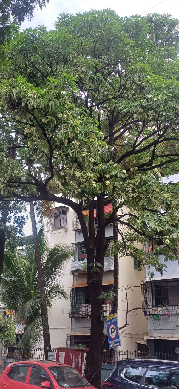 Blooming of saptavarni of July due imbalance climate