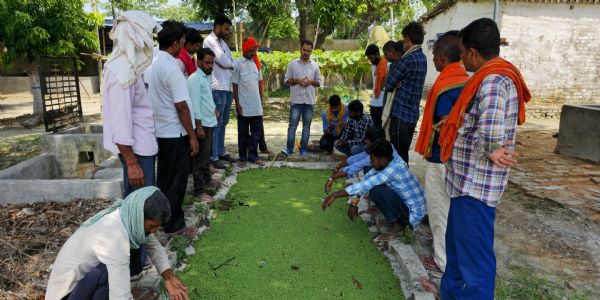 केविके परसौनी ने किसानों के बीच किया अजोला का प्रसार