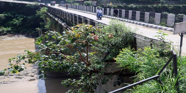 मंडी के डेढ़ सौ साल पुराने पुल पर पेड़ों ने जमाया डेरा, पुल की सुरक्षा खतरे में