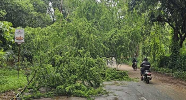 एनएच-30 पर एक विशाल पेड़ धराशाही हुआ