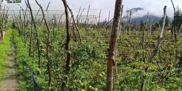 सिरमाैर : राजगढ़ में बारिश बनी सब्जी उत्पादकों के लिए मुसीबत, टमाटर और शिमला मिर्च की फसलें सबसे ज्यादा प्रभावित