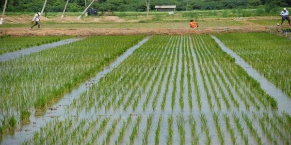 जबलपुरः जिले में बासमती धान के प्रति बढ़ रहा किसानों का रुझान, 5 साल में चार गुना हुआ रकबा
