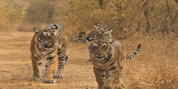 मध्य प्रदेश में अंतरराष्ट्रीय स्तर पर हैं सर्वाधिक बाघ