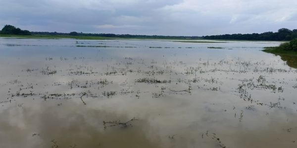बारिश और हाथियों की दोहरी मार से बेहाल किसान, खेतों में डूबी उम्मीदें