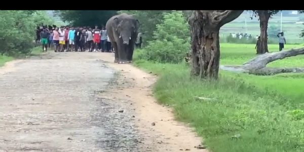 जंगली हाथी के आबादी वाले क्षेत्रों में पहुंचने से मची अफरा-तफरी