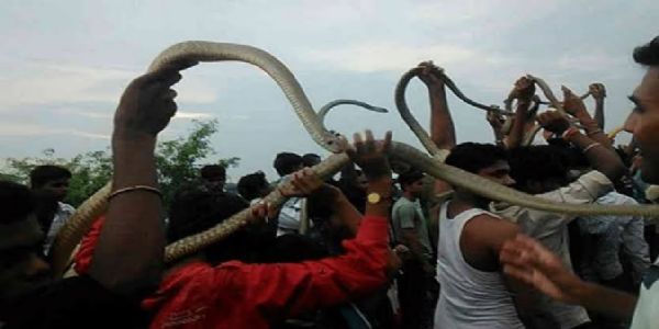 जीव संरक्षण अधिनियम के तहत परिवाद दायर