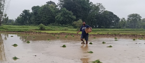राजनीति से फुर्सत मिलते ही खेतों में उतरे विधायक