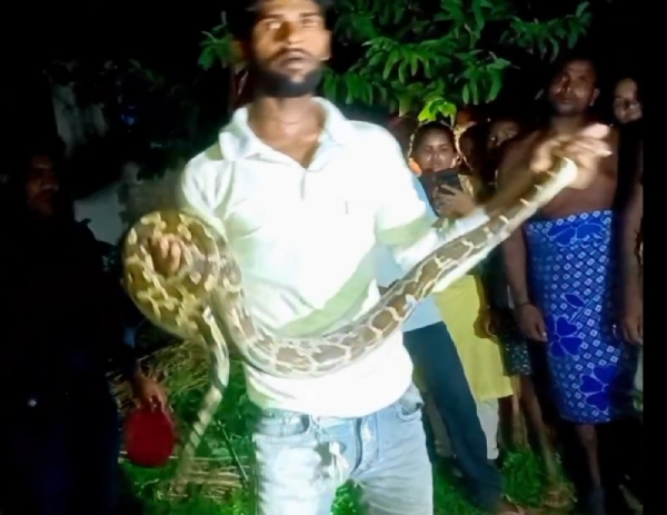 अजगर की पूंछ पकड़कर अठखेलियां करता युवक।