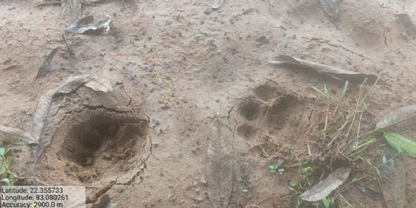 धर्मजयगढ़ वन मंडल के छाल क्षेत्र में मिले बाघ के पदचिन्ह, वन विभाग अलर्ट