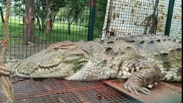 दमोह-विशाल मगरमच्छ पिंजडे में बंद