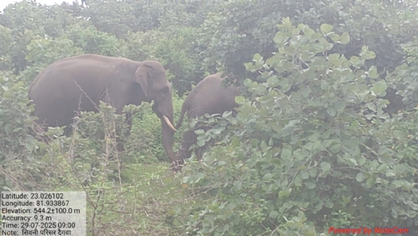वापस लाैटते हाथी