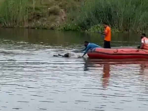 NDRF की टीम ने आगर नहर में सर्च ऑपरेशन चला कर युवक का शव झाड़ियों से बरामद किया।