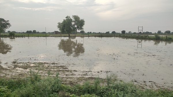 अधिक वर्षा ने किसानों की बढ़ाई चिंता: खेतों में बोवनी से हुआ नुकसान