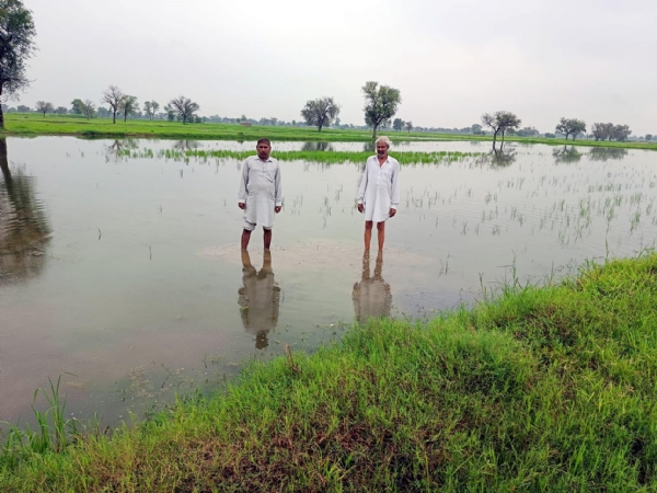 फतेहाबाद। खेतों में खड़ा पानी दिखाते किसान।
