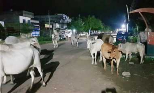 आवारा मवेशी