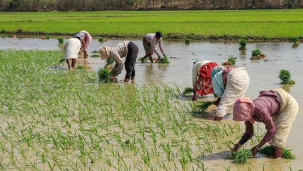 धान की खेती करते किसान
