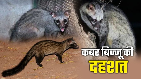 अशोकनगर: रिहायसी इलाके में कबर बिज्जू की दहशत