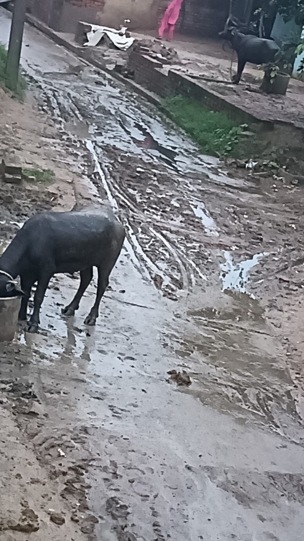 फोटो