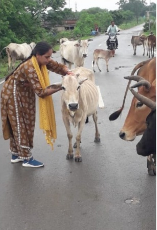 जांजगीर-चांपा जिले में घुमंतू पशुओं को लगाया जा रहा रिफ्लेक्टीव बेल्ट और टैग
