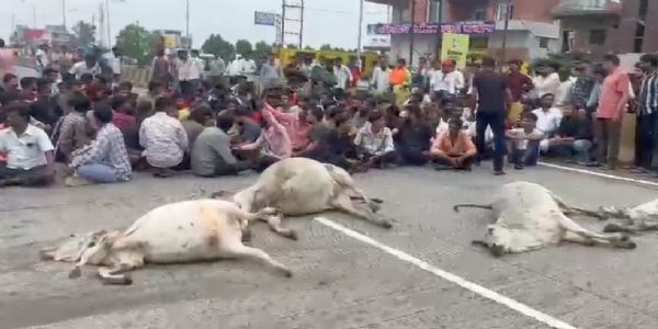 राजगढ़ः हाइवे पर चार गोवंश की मौत, गोसेवकों ने किया चक्काजाम