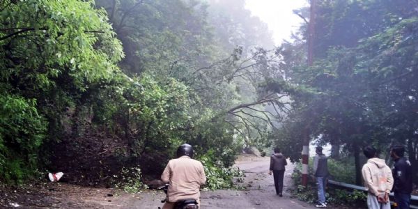 नैनीताल-कालाढुंगी मार्ग पर गिरा पेड़, आवागन प्रभावित