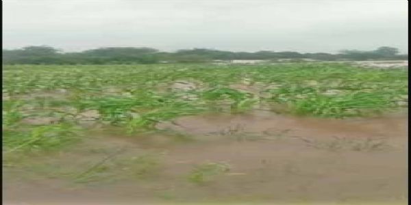 पलवल में जलभराव से 500 एकड़ फसल तबाह, किसान पहुंचे जिला परिषद, मुआवजे की मांग