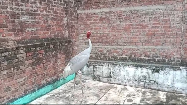 घायल सारस पक्षी