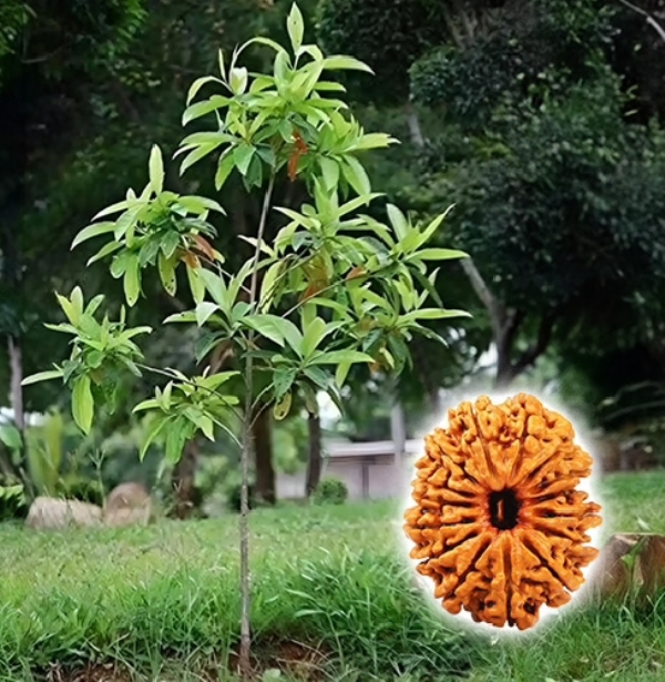 रुद्राक्ष सांकेतिक तस्वीर
