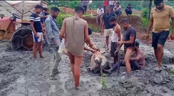 राखड़ में फंसी गाय