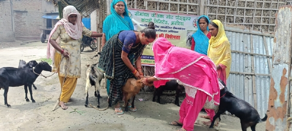 अररिया फोटो:बकरियों का टीकाकरण