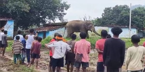 जंगली हाथी ने एक ग्रामीण को मार डाला