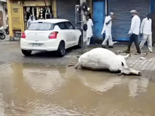 फतेहाबाद। करंट से गाय की मौत।