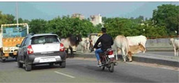 आवारा पशुओं का खुला विचरण