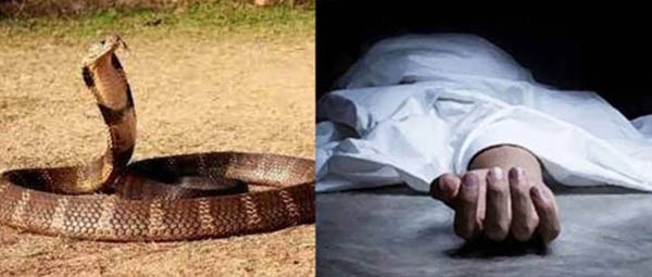 सर्पदंश से  2 लोगों की हुई मौत
