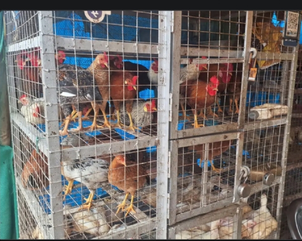 फार्म मुर्गा का स्टॉक खत्म