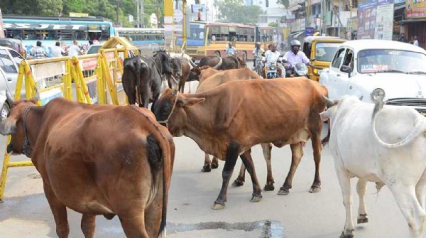 गुलाबी नगरी की शान बिगाड़ रहे आवारा मवेशी