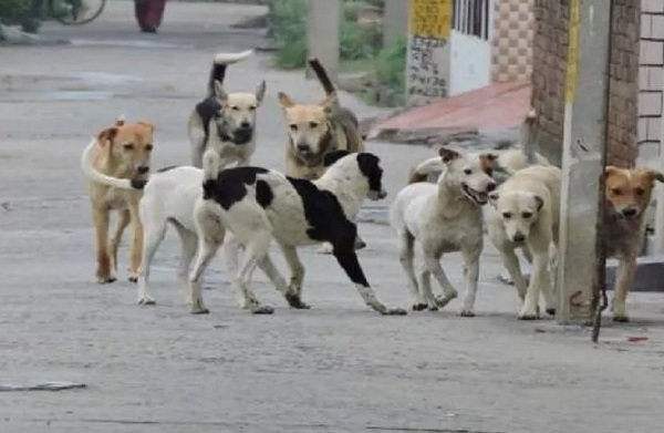 नगर निगम आवारा श्‍वानों की नसबंदी कर फिर वहीं  छोड़ रहा जहां से पकड़ा था