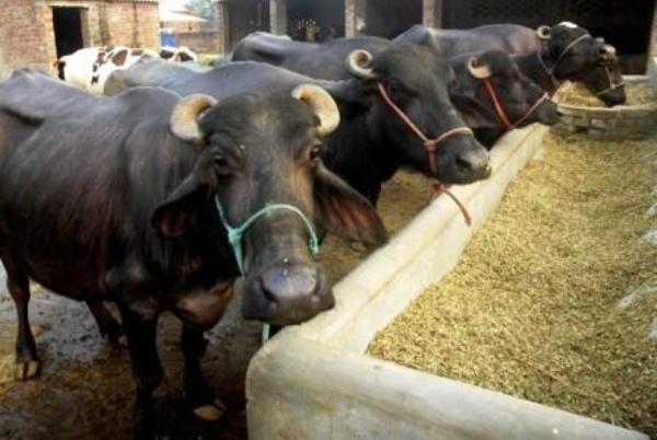 प्रतीकात्मक फोटो