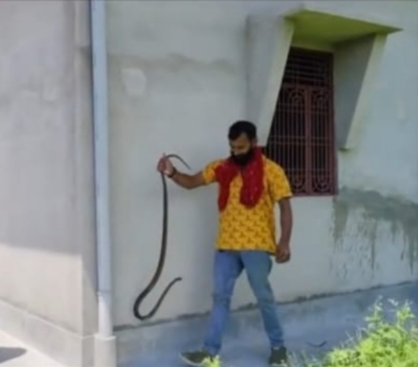 सर्प को पकडे हुए सर्प मित्र।