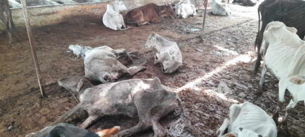 धनसिरिया पशु आश्रय केंद्र में बीमार पड़े पशु।
