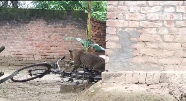गांव में बैठा हुआ तेंदुआ
