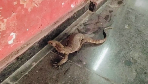 कोरबा : क्लासरूम के बाहर घूम रही थी मादा गोह, सर्प मित्र की मदद से रेस्क्यू किया गया शेड्यूल 1 का खूबसूरत सरीसृप