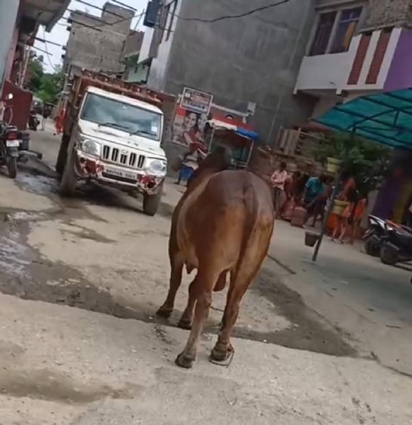 बीच सड़क पर विचरण करता अवारा सांड