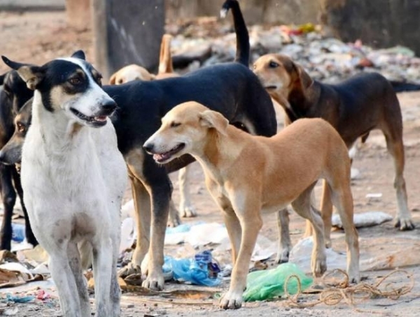 दमोह-आवारा कुत्तों का शिकार हो रहे लोग 3 माह में एक हजार से अधिक को काटा