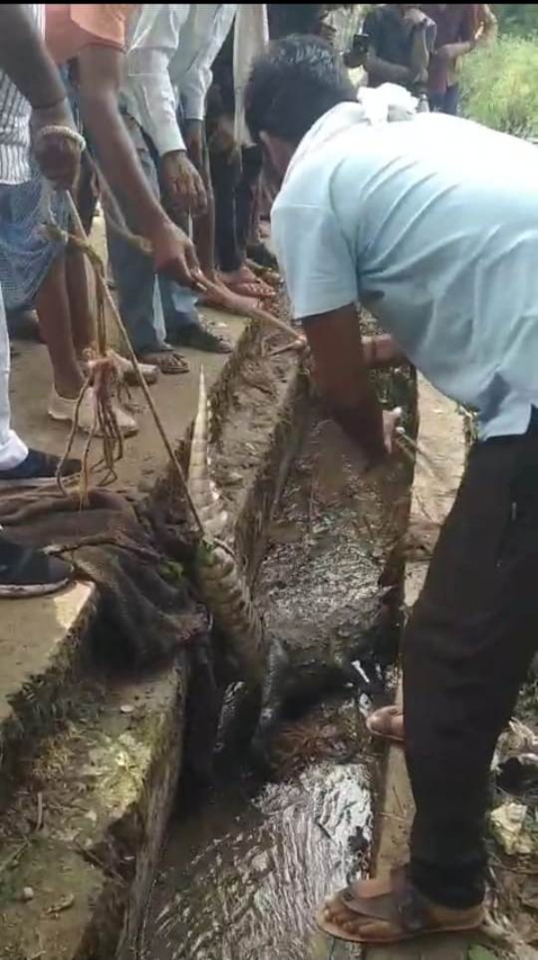 गांव में मगरमच्छ को बांधते हुए ग्रामीण।