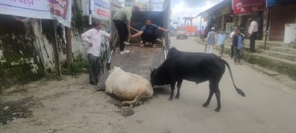 गोवंश को शिफ्ट करते हुए नगर पालिका के कर्मचारी