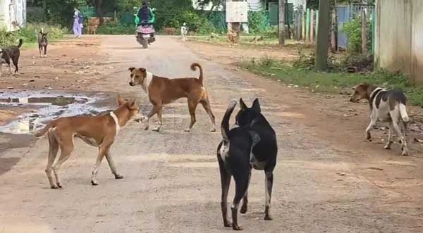 आवारा कुत्तों का आतंक