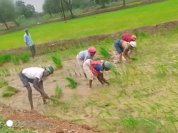खेत में रोपाई करते हुए मजदूर।