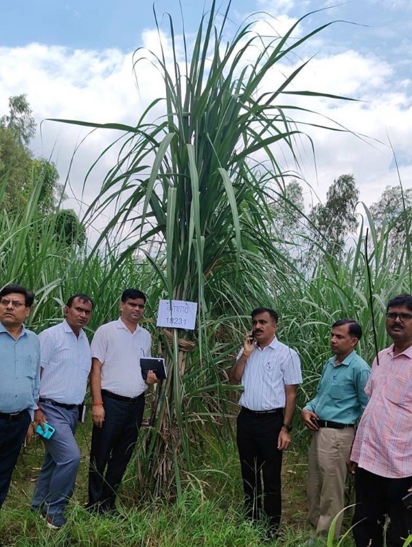 उप गन्ना आयुक्त बरेली गन्ने की फसल का निरीक्षण करते हुए किसानों को रोग व कीट प्रबंधन की जानकारी देते हुए।