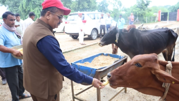 जिलाधिकारी गायों को केले खिलते हुए
